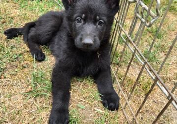 German shepherd puppies