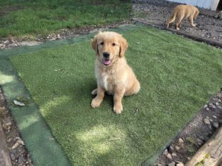 Golden Retriever Puppies