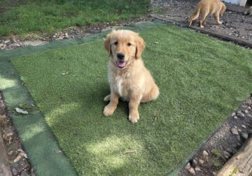 Golden Retriever Puppies