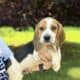 Beagle Puppies