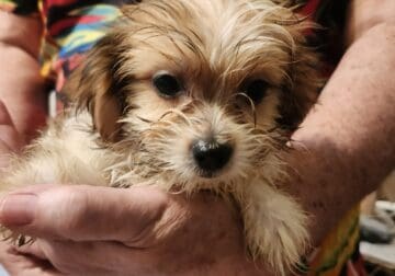 Shorkie boy 1