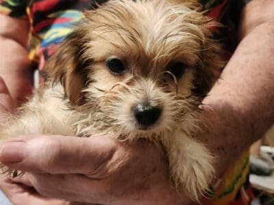 Shorkie boy 1