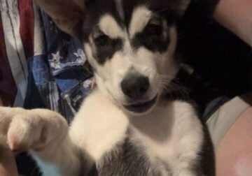 2 month old husky
