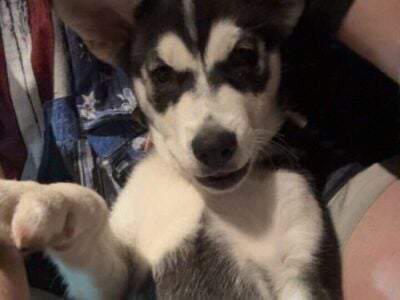 2 month old husky