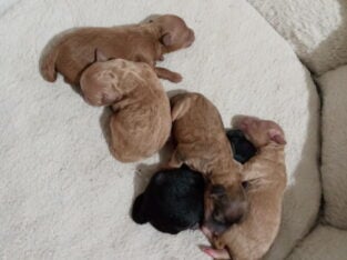 CKC Registered Toy Poodles
