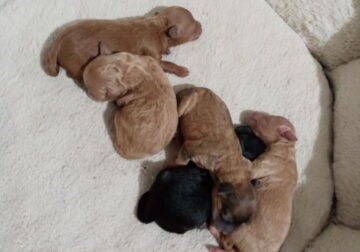 CKC Registered Toy Poodles