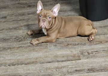 Sasha looking for a new home