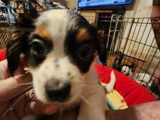 Shorkie girl 2