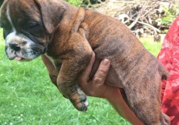AKC Boxer Puppy