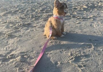 Mini Aussie