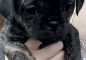 French bulldog/Pug mix