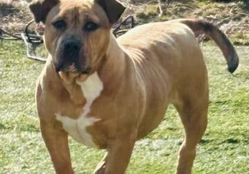 Xl American bully