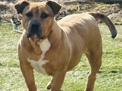 Xl American bully