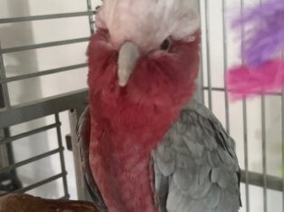 Galah rose breasted cockatoo