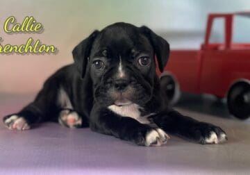 Callie Female Frenchton