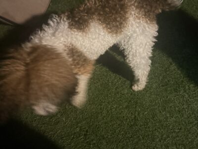 toy poodle