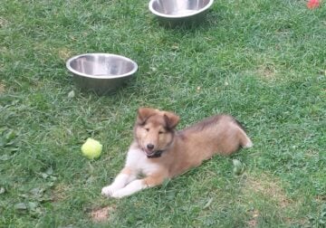 Rough coat collie puppies