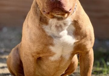 female xl bully puppies for sale