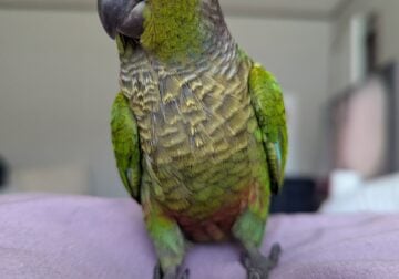 Baby Green Cheek Conures Regular