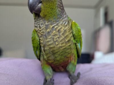 Baby Green Cheek Conures Regular