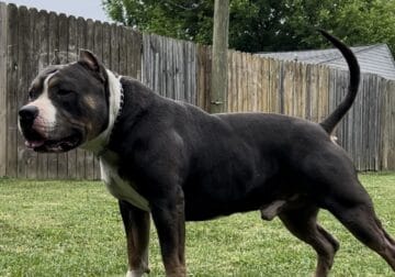 American bully male