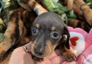 2 beautiful Miniature dachshunds need forever home