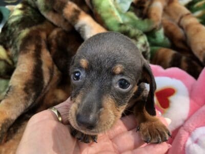 2 beautiful Miniature dachshunds need forever home