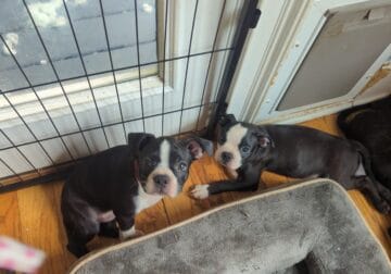 Boston terrier puppies