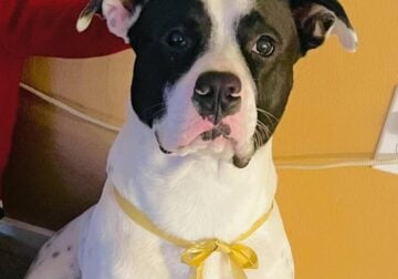 Loving Stafford Bully needing forever home