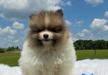 Aca male pomeranian puppy