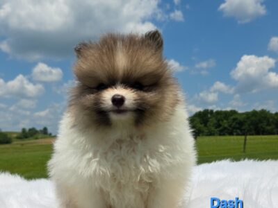 Aca male pomeranian puppy