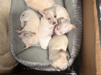 Chihuahua Puppies