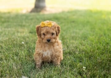 F1B goldendoodle female puppy in Indiana (Mariah)