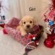 Maltipoo
