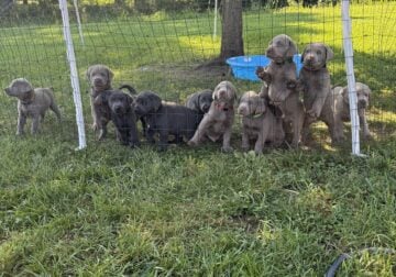 Silver & Charcoal Labrador Puppies