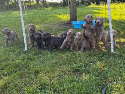 Silver & Charcoal Labrador Puppies