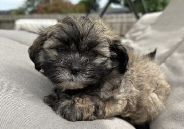 Puppy for sale