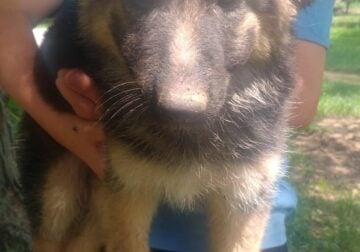 German Shepherd puppies born on 4/20/25