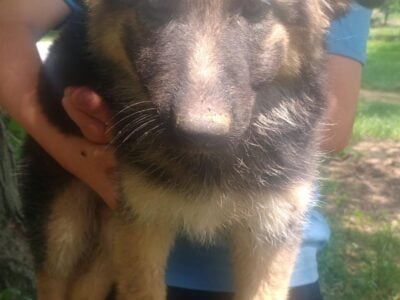 German Shepherd puppies born on 4/20/25