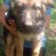 German Shepherd puppies born on 4/20/25
