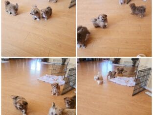 Shihtzu poodle mix puppy