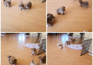 Shihtzu poodle mix puppy