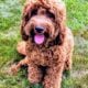 Petite mini goldendoodle puppies