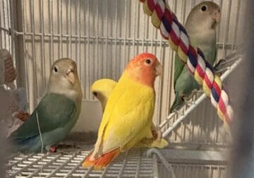 Unique Lovebirds