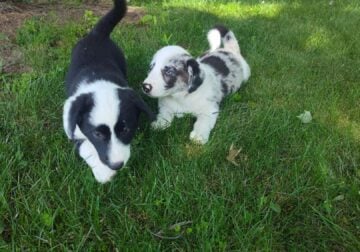 Puppies / Corgi 50% Border Collie 50%