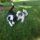 Puppies / Corgi 50% Border Collie 50%
