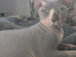 Male Sphynx Stud