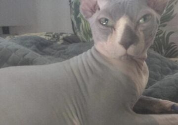 Male Sphynx Stud