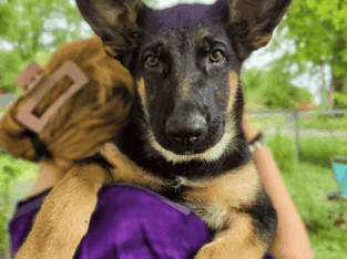 German Shepherd Puppy-Houston