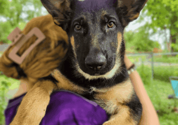 German Shepherd Puppy-Houston